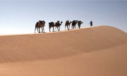 Aux limites du corps humain : Naufragé des dunes Réalisé par David Rosanis
Membre émérite de la Société Française des Explorateurs, Régis Belleville parcourt les...